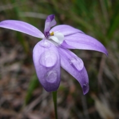 Glossodia major (Wax Lip Orchid) at Croajingolong National Park (Vic) - 3 Oct 2011 by GlendaWood