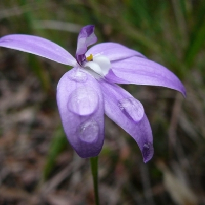 Glossodia major (Wax Lip Orchid) at Mallacoota, VIC - 4 Oct 2011 by GlendaWood