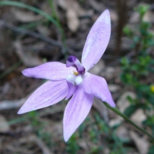 Glossodia major at Mallacoota, VIC - suppressed