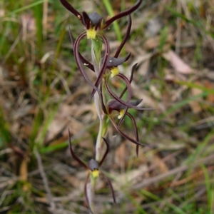 Lyperanthus suaveolens at Mallacoota, VIC - 24 Sep 2011