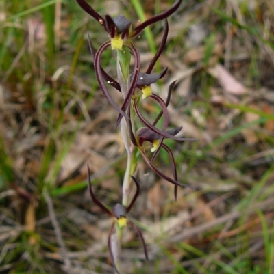 Lyperanthus suaveolens (Brown Beaks) at Mallacoota, VIC - 24 Sep 2011 by GlendaWood