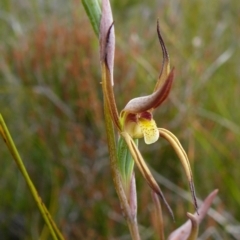 Lyperanthus suaveolens (Brown Beaks) at Mallacoota, VIC - 5 Oct 2011 by GlendaWood