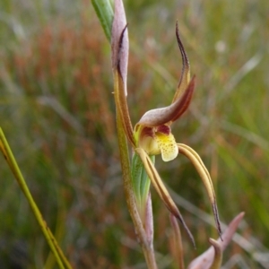 Lyperanthus suaveolens at Mallacoota, VIC - suppressed
