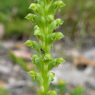 Microtis unifolia (Common Onion Orchid) at Mallacoota, VIC - 5 Oct 2011 by GlendaWood