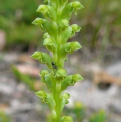 Microtis unifolia (Common onion orchid) at Mallacoota, VIC - 5 Oct 2011 by GlendaWood