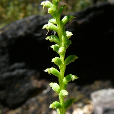 Microtis biloba (Bilobed Onion Orchid) at Mallacoota, VIC - 6 Nov 2011 by GlendaWood