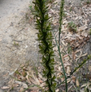 Prasophyllum elatum at Mallacoota, VIC - 24 Sep 2011