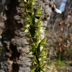 Prasophyllum elatum (Tall Leek Orchid) at Mallacoota, VIC - 3 Oct 2011 by GlendaWood