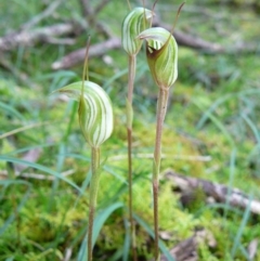 Pterostylis concinna (Trim Greenhood) at Mallacoota, VIC - 2 Jul 2011 by GlendaWood