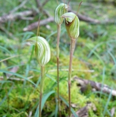 Pterostylis concinna (Trim Greenhood) at Mallacoota, VIC - 1 Jul 2011 by GlendaWood