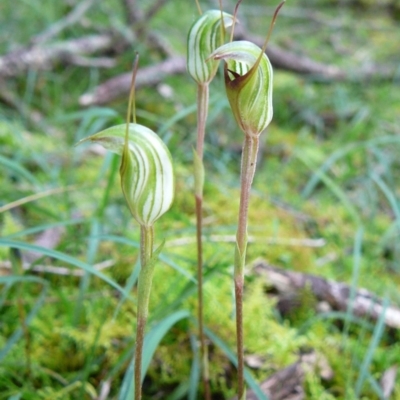 Pterostylis concinna (Trim Greenhood) at Mallacoota, VIC - 2 Jul 2011 by GlendaWood