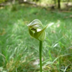 Pterostylis curta (Blunt Greenhood) at Mallacoota, VIC - 23 Sep 2011 by GlendaWood