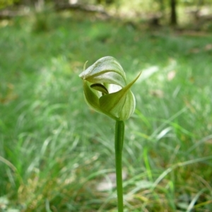 Pterostylis curta at Mallacoota, VIC - 24 Sep 2011