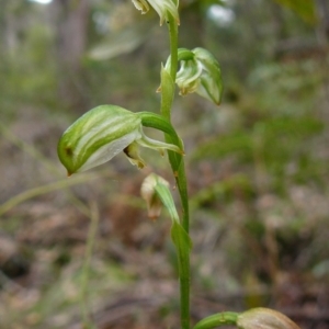 Bunochilus melagramma at Mallacoota, VIC - suppressed