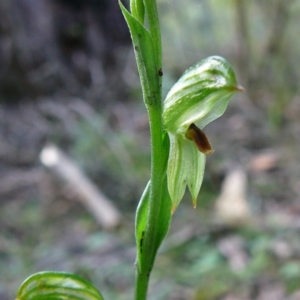 Pterostylis tunstallii at Mallacoota, VIC - suppressed