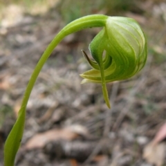 Pterostylis nutans (Nodding Greenhood) at Mallacoota, VIC - 23 Sep 2011 by GlendaWood