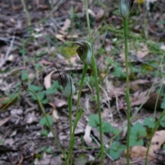 Pterostylis pedunculata (Maroonhood) at Croajingolong National Park (Vic) - 23 Sep 2011 by GlendaWood