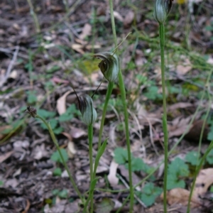 Pterostylis pedunculata at Mallacoota, VIC - suppressed