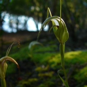 Pterostylis longipetala at Mallacoota, VIC - suppressed