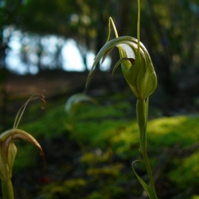 Pterostylis longipetala (Small Autumn-greenhood) at Croajingolong National Park (Vic) - 26 Jun 2011 by GlendaWood