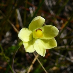 Thelymitra flexuosa (Twisted Sun Orchid) at Croajingolong National Park (Vic) - 5 Oct 2011 by GlendaWood