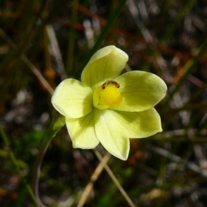 Thelymitra flexuosa at Wingan River, VIC - suppressed