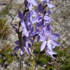 Thelymitra ixioides (Dotted Sun Orchid) at Wingan River, VIC - 18 Oct 2011 by GlendaWood