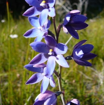 Thelymitra ixioides (Dotted Sun Orchid) at Croajingolong National Park (Vic) - 9 Nov 2010 by GlendaWood