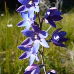 Thelymitra ixioides (Dotted Sun Orchid) at Wingan River, VIC - 9 Nov 2010 by GlendaWood