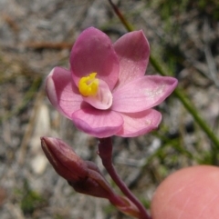 Thelymitra carnea (Tiny Sun Orchid) at Wingan River, VIC - 4 Oct 2011 by GlendaWood