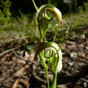 Pterostylis grandiflora at Mallacoota, VIC - 2 Jul 2011