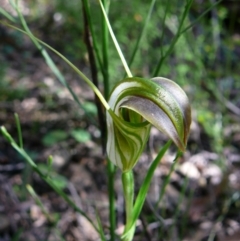 Pterostylis grandiflora (Cobra Greenhood) at Croajingolong National Park (Vic) - 24 Jun 2011 by GlendaWood