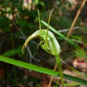 Pterostylis acuminata at Mallacoota, VIC - 7 Apr 2012