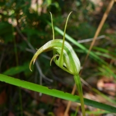Pterostylis acuminata (Pointed Greenhood) at Croajingolong National Park (Vic) - 6 Apr 2012 by GlendaWood