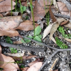 Pterostylis acuminata at Mallacoota, VIC - suppressed