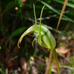 Pterostylis acuminata at Mallacoota, VIC - 7 Apr 2012