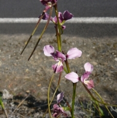 Diuris punctata (Purple Donkey Orchid) at Genoa, VIC - 15 Nov 2012 by GlendaWood