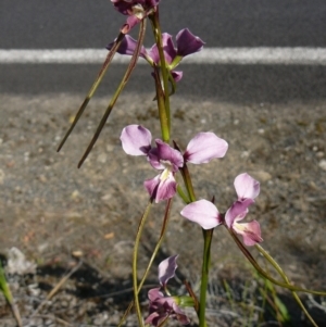 Diuris punctata var. punctata at suppressed - 15 Nov 2012