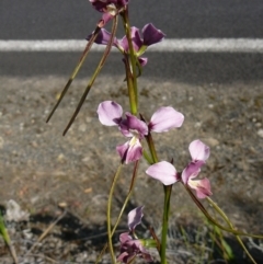 Diuris punctata var. punctata (Purple Donkey Orchid) at Genoa, VIC - 14 Nov 2012 by GlendaWood