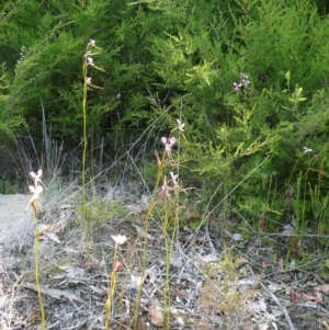 Diuris punctata at suppressed - suppressed