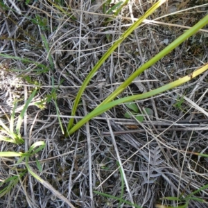 Diuris punctata var. punctata at suppressed - 15 Nov 2012