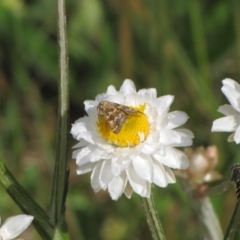 Melangyna viridiceps (Hover fly) at Adaminaby, NSW - 17 Nov 2018 by AndyRoo