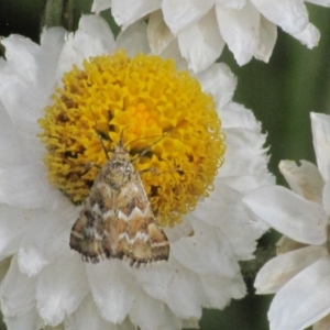 Oenogenes fugalis at Adaminaby, NSW - 17 Nov 2018