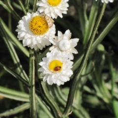 Oenogenes fugalis at Adaminaby, NSW - 17 Nov 2018