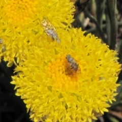 Tephritidae sp. (family) (Unidentified Fruit or Seed fly) at Nimmitabel, NSW - 18 Nov 2018 by AndyRoo