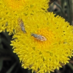 Tephritidae sp. (family) at Nimmitabel, NSW - 18 Nov 2018