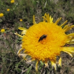 Dicranolaius villosus (Melyrid flower beetle) at Bibbenluke Common - 17 Nov 2018 by AndyRoo