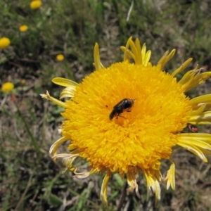 Dicranolaius villosus at Bibbenluke, NSW - 18 Nov 2018