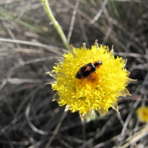 Dicranolaius villosus at Polo Flat, NSW - 21 Nov 2018 03:28 PM