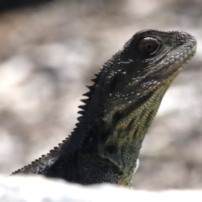 Intellagama lesueurii howittii (Gippsland Water Dragon) at Barton, ACT - 30 Nov 2018 by jbromilow50